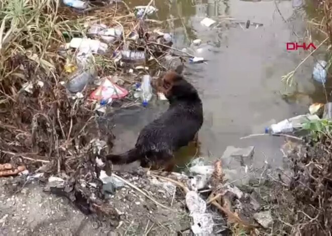 Hatay’da Su Tahliye Borusuna Sıkışan Yavru Köpekler Kurtarıldı